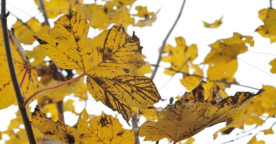 autumn, fall foliage, maple leaves, golden autumn, yellow, emerge HD wallpaper