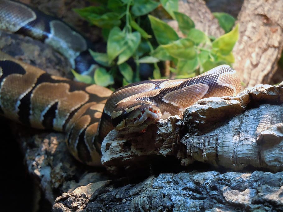 Python, Snake, Constrictor, Reptile, licked, animal, nature HD wallpaper