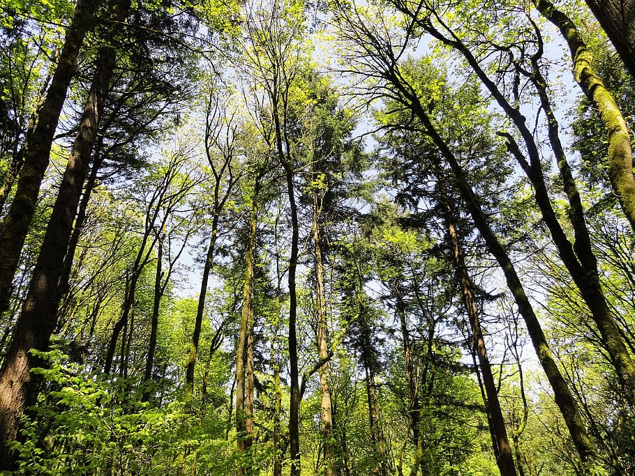 trees, nature, green, landscape, summer, forest, natural, branch HD wallpaper