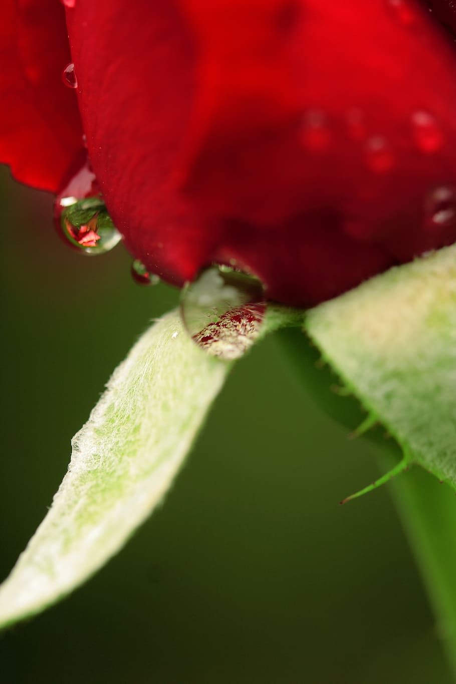 rose, red, drop, water, rain, flower, plant, nature, flowers HD wallpaper