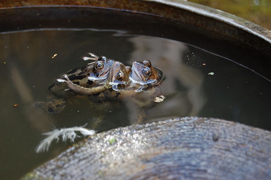 amphibian, frogs, nature, spawn, water, animal themes, animal wildlife HD wallpaper