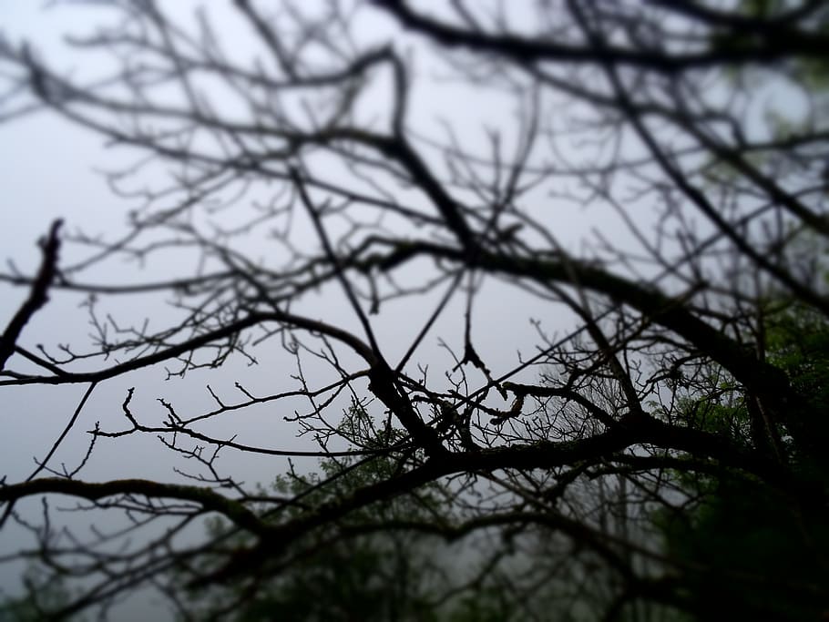 closeup photo of bare tree, fog, forest, nature, landscape HD wallpaper