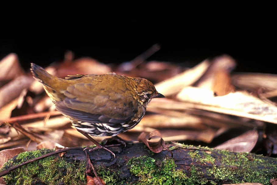 Striated Antthrush -- Chamaeza nobilis, aves, avian, Bird, photos, HD wallpaper