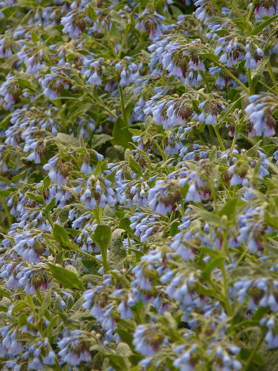 rough comfrey, flower, blue, symphytum asperum, caucasus feverfew HD wallpaper