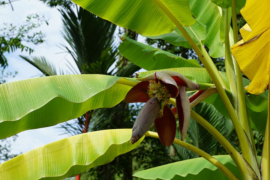 Bananas, Tree, Blossom, Bloom, Flower, leaf, banana tree, day HD wallpaper