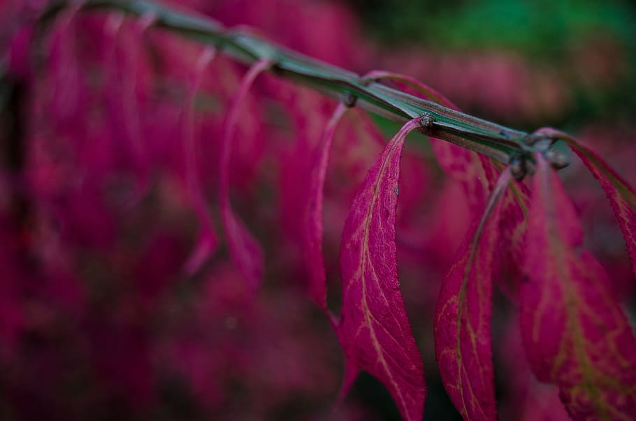 leaf, stem, plant, nature, pink, close-up, pink color, no people HD wallpaper