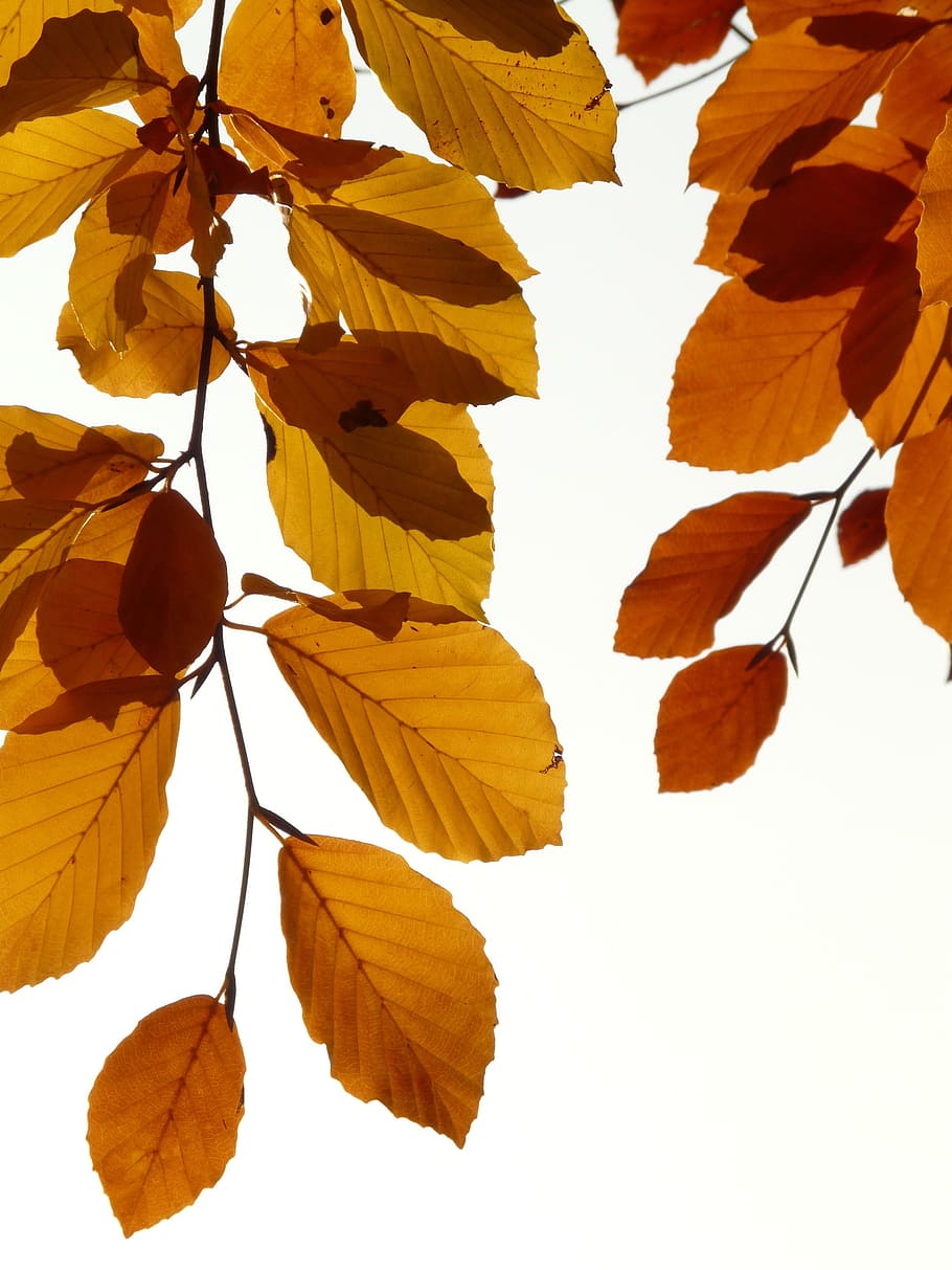 dried leaves, Beech, Fagus Sylvatica, deciduous tree, golden autumn HD wallpaper