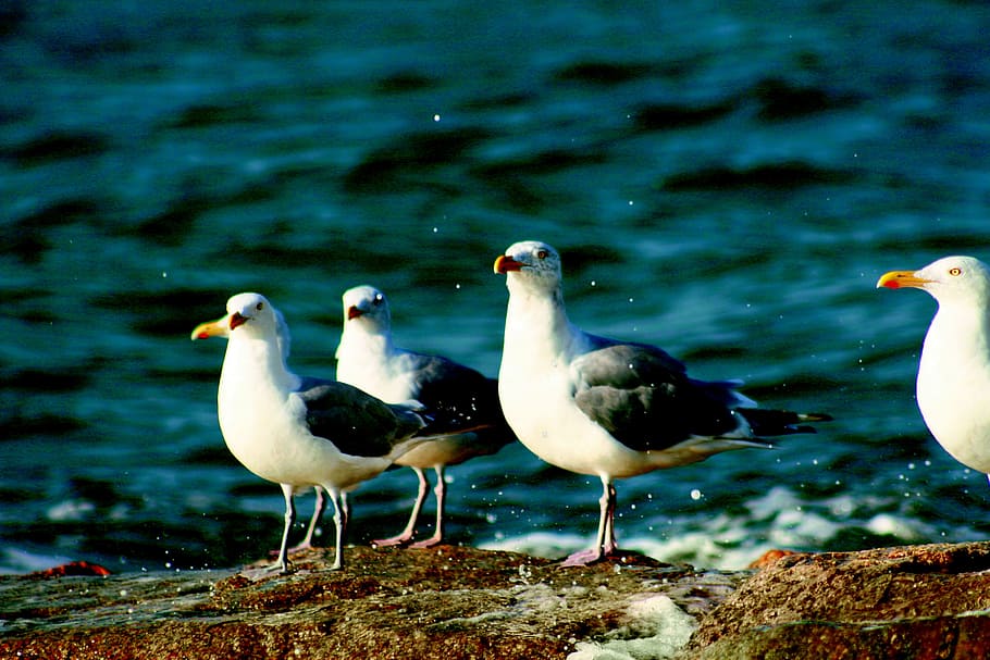 gulls, ocean, waves, sea, nature, animal, bird, seagull, blue HD wallpaper