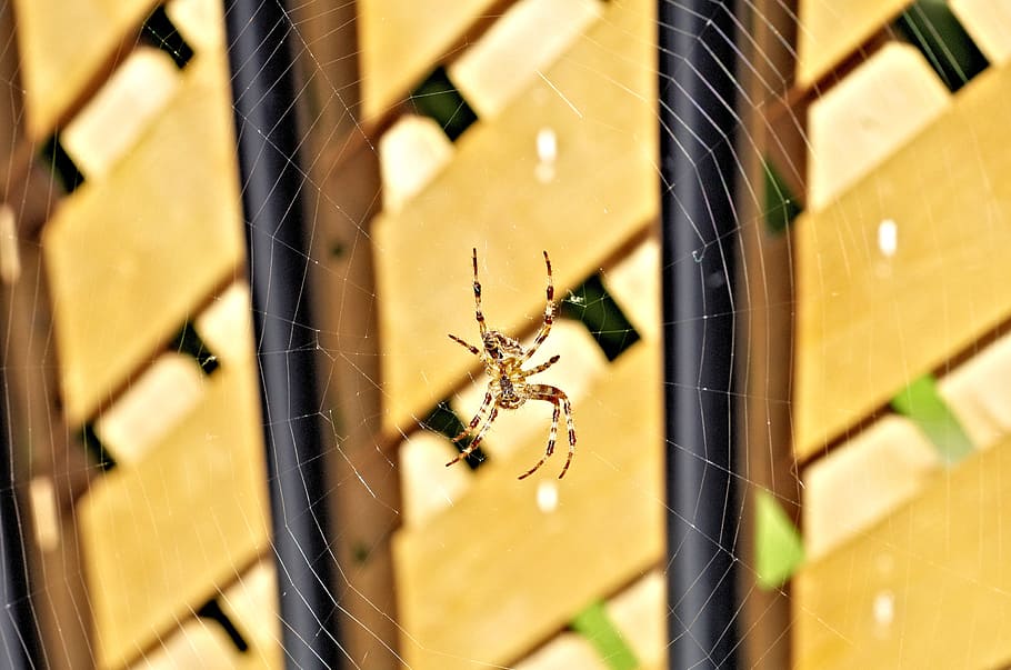spider, spider web, cobweb, arachnid, animal, animal themes HD wallpaper