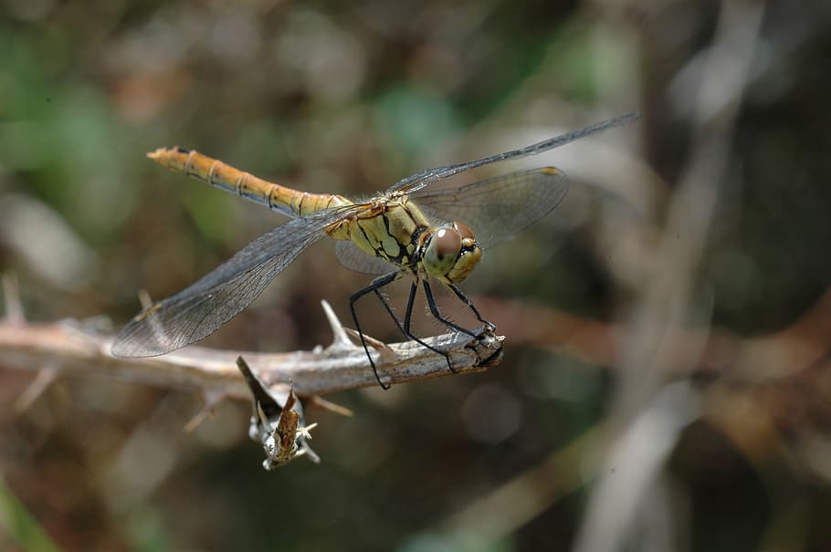 insect, dragonfly, macro, nature, odonata, animal, animal themes HD wallpaper