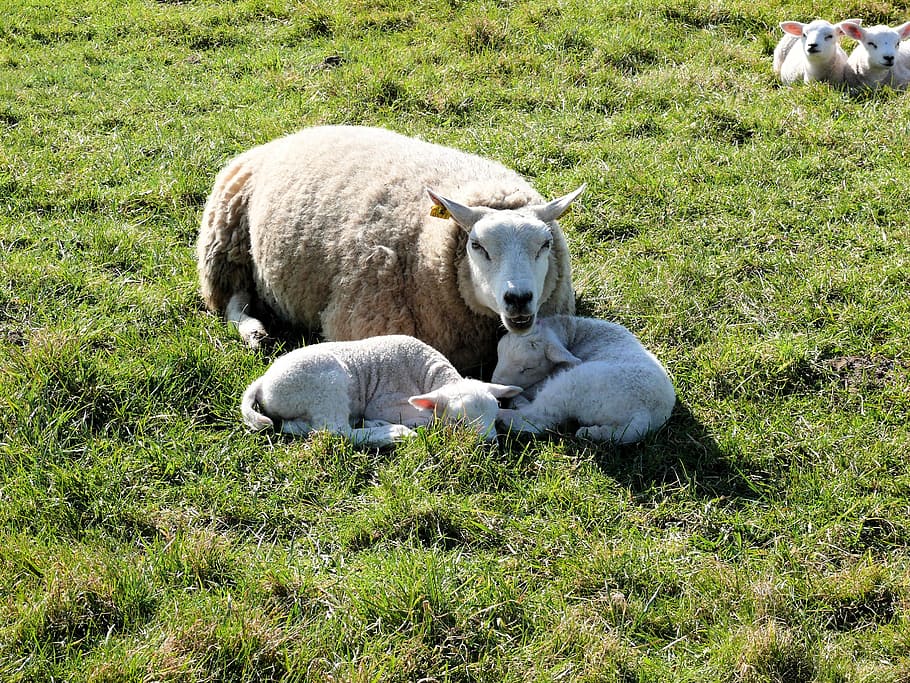 lamb, sheep, animal, landscape, countryside, animals, netherlands HD wallpaper
