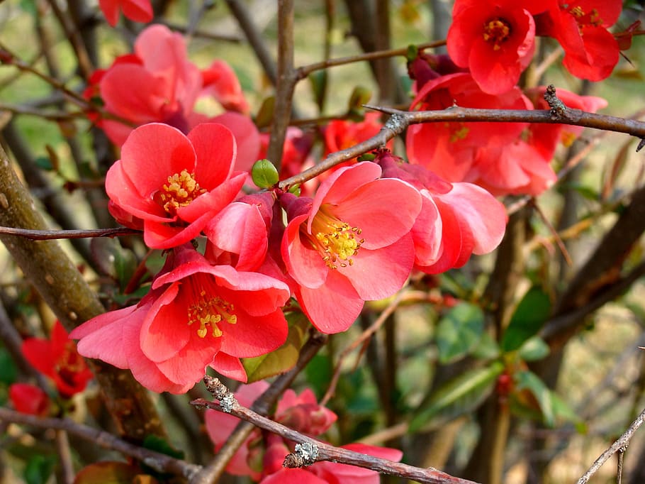 flower, red, spring, bloom, yellow, color, garden, petals, plants HD wallpaper