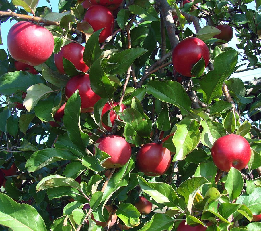 apples, bright, red, tree, nature, leaves, food and drink, healthy eating HD wallpaper