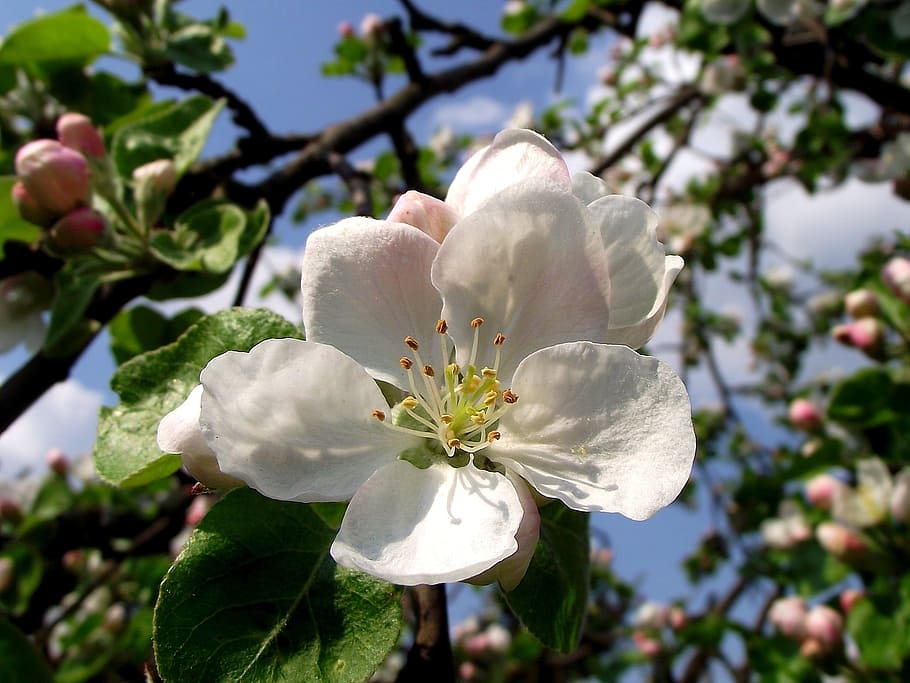 flower, tree, apple, branch, nature, plant, growth, flowering plant HD wallpaper