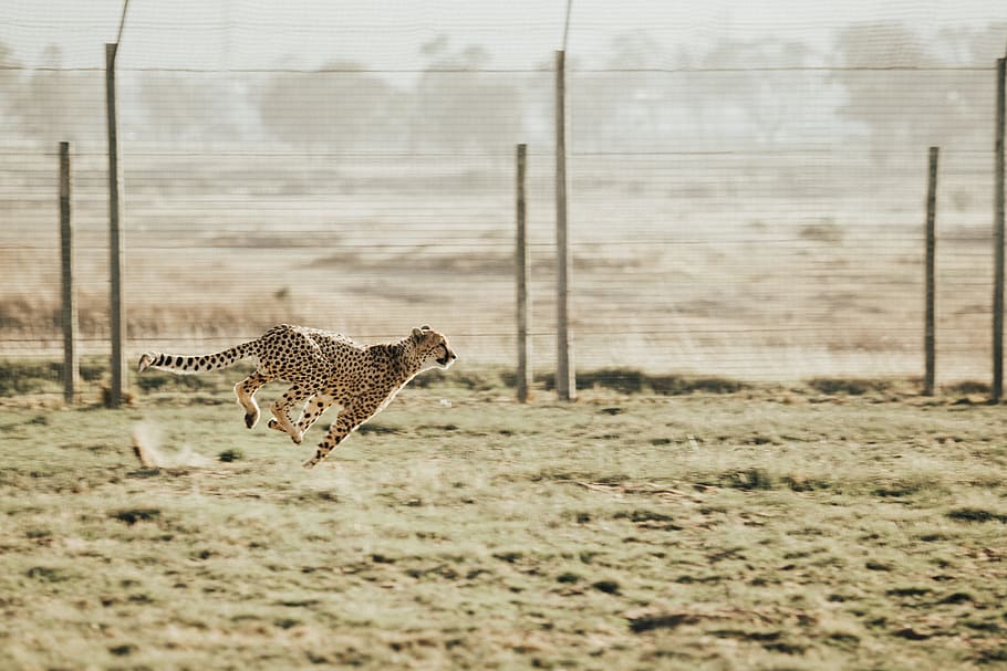 cheetah running on brown field, Cheetah in Motion, predator, big cat HD wallpaper