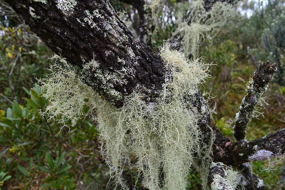 moss, vegetation, nature, trunk, plants, environment, botanist HD wallpaper