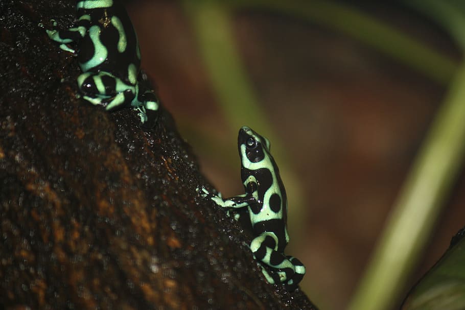frog, green, dendrobate, animal themes, animals in the wild HD wallpaper