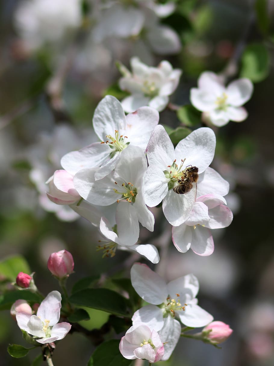 flowers, white, tree, fruit, casey, spring, flourished, flowering plant HD wallpaper