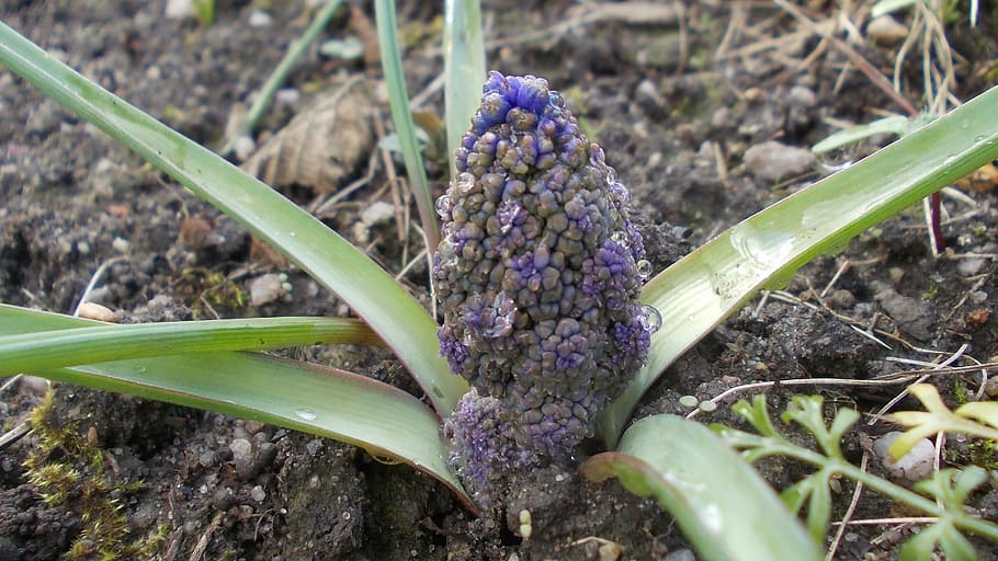 szafirek, rain drops, bud, growth, plant, flower, flowering plant HD wallpaper