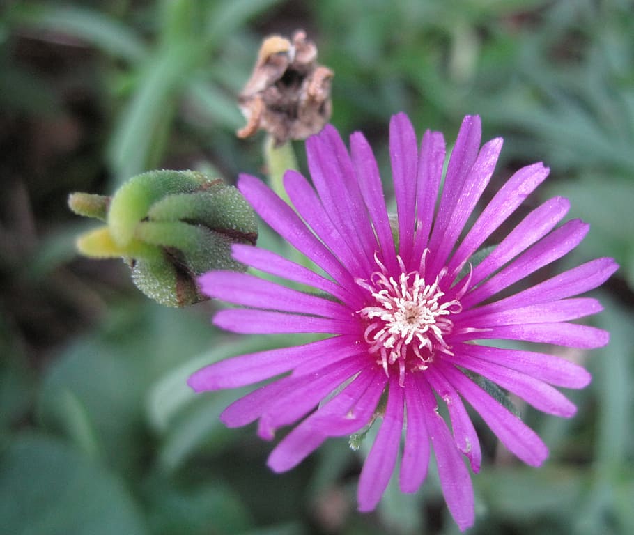 flower, vygie, bloom, dainty, deep pink, bright, succulent HD wallpaper