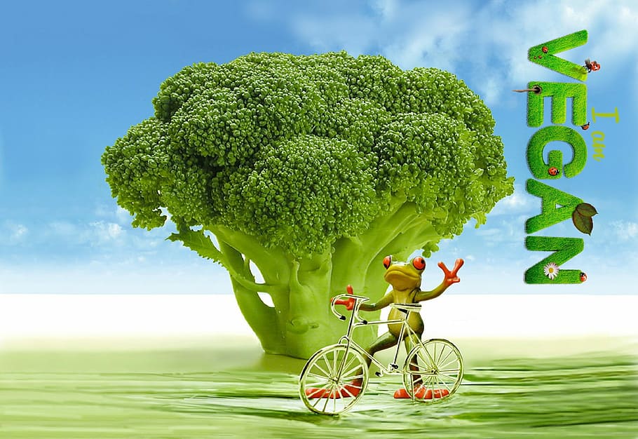 Vegan, Appetite, Broccoli, Frog, Bike, funny, cute, calories HD wallpaper