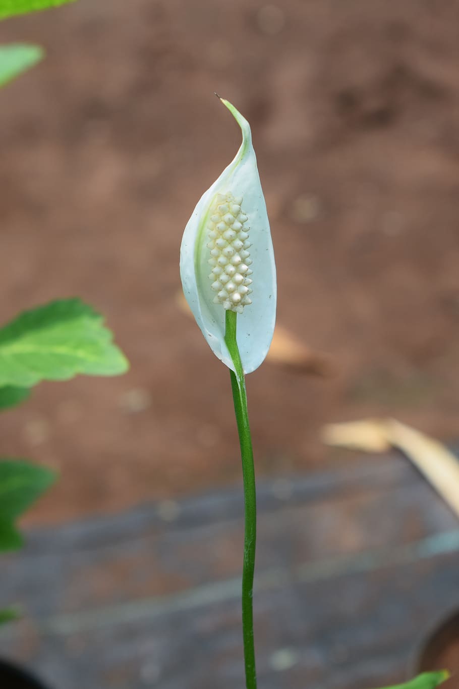 flowers, white flowers, elegance, plant, growth, flowering plant HD wallpaper