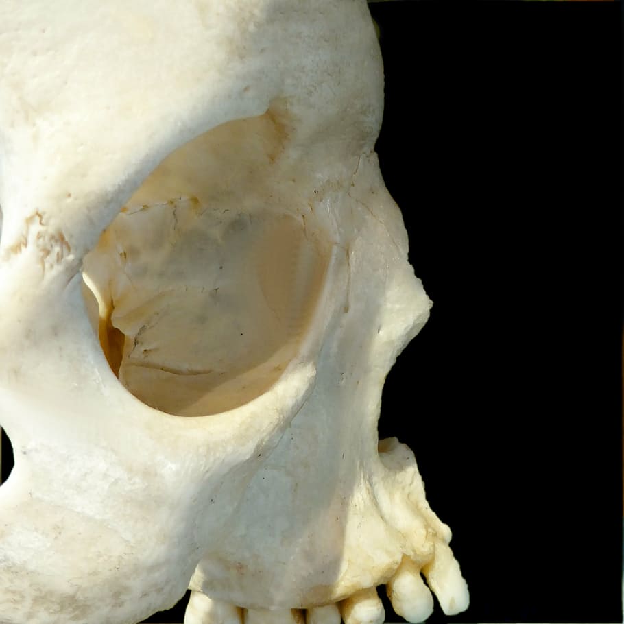 skull, profile, bone, human Skull, human Bone, anatomy, animal Skull HD wallpaper