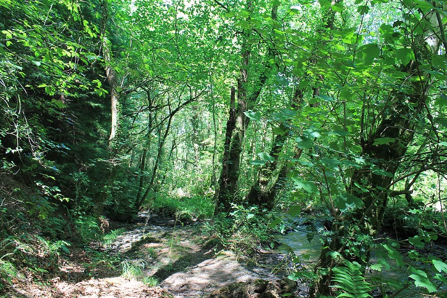 Trees, Forest, Woods, Greenery, nature, foliage, environment HD wallpaper