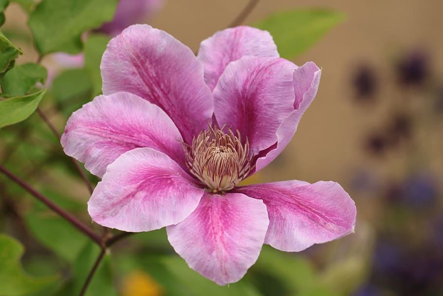 clematis, climber, blossom, bloom, flowers, petals, close, plant HD wallpaper