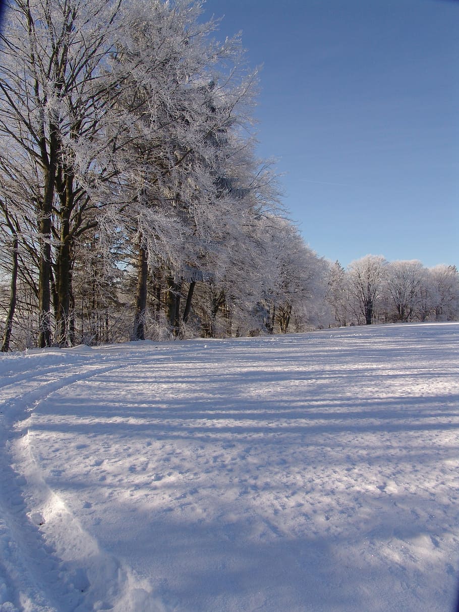 nature, winter trees, snow, cold - Temperature, outdoors, forest HD wallpaper
