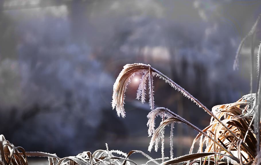reed, grasses, back light, halme, golden brown, mood, frost HD wallpaper