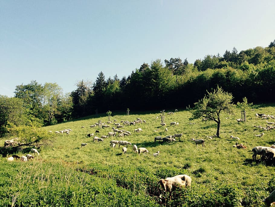 sheep, field, meadow, grass, landscape, nature, plant, mammal HD wallpaper