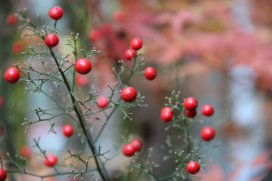 nature, tree, leaf, food and drink, healthy eating, plant, fruit HD wallpaper