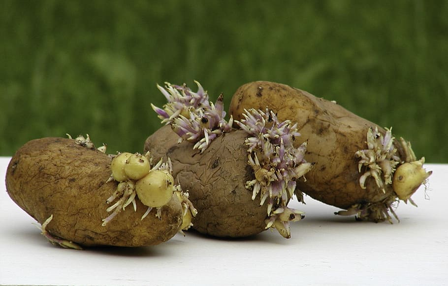 food, nature, root, close-up, flower, food and drink, freshness HD wallpaper