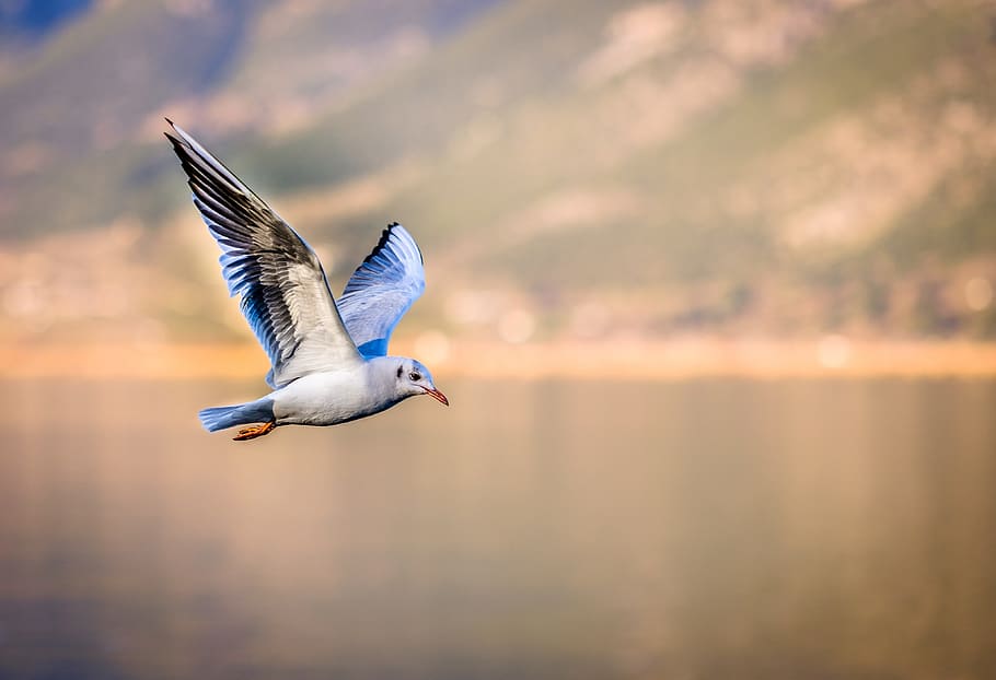 blue and white bird flying over the lake, seagull, i'm flying, HD wallpaper