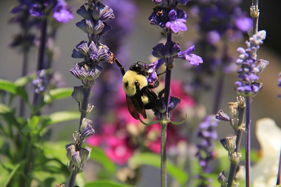 bee, bumblebee, flowers, purple, nature, pollen, insect, animal themes HD wallpaper