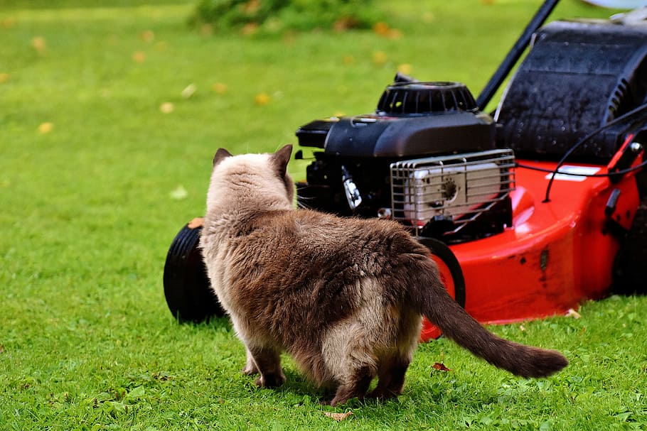 short-fur white and black cat near the red push lawn mower at the lawn HD wallpaper