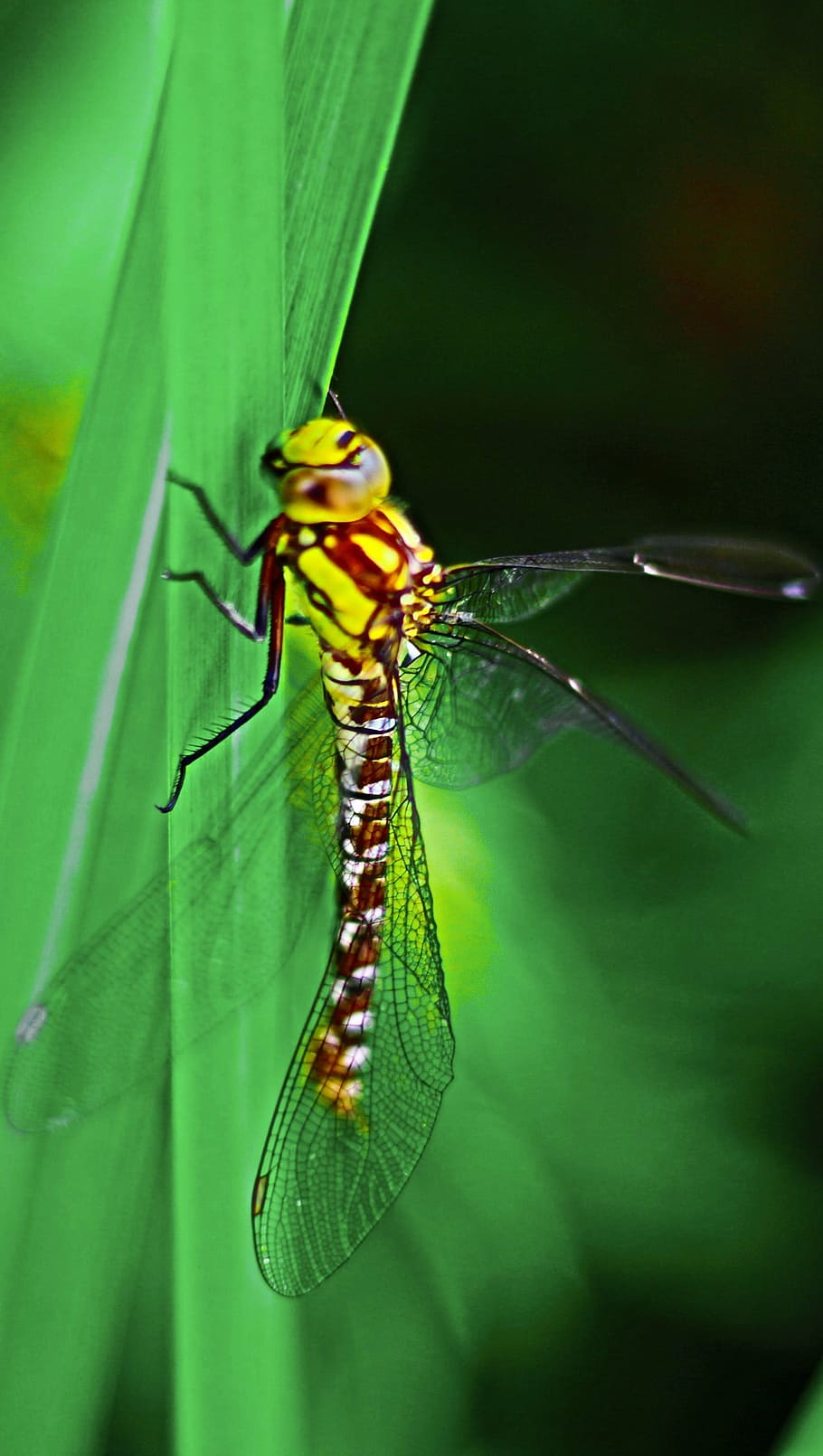 dragonfly, insect, close, wing, animal, nature, macro, green HD wallpaper