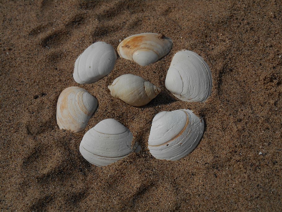 shells, beach, sand, seaside, holiday, summer, shore, sunny HD wallpaper