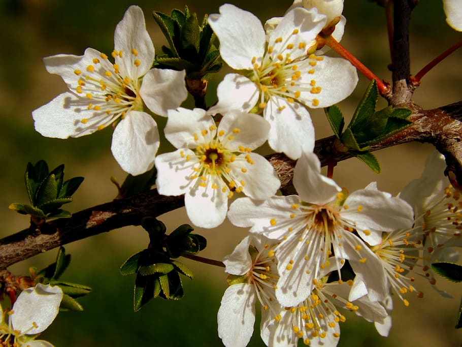 flower, white spring, casey, flowering plant, beauty in nature HD wallpaper