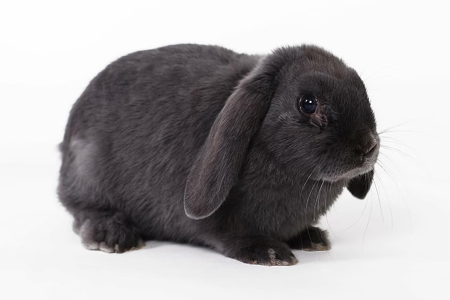 black rabbit on white surface, easter rabbit, home mazlík HD wallpaper