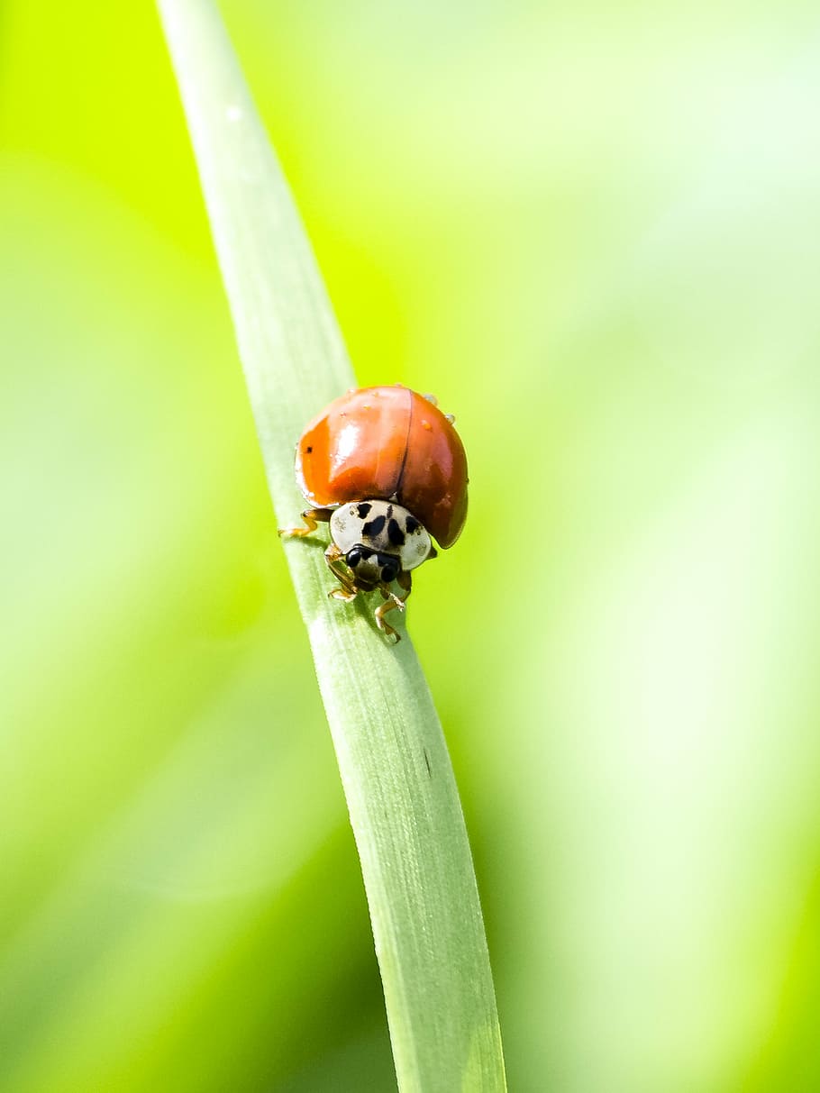 ladybug, beetle, insect, nature, animal wildlife, invertebrate HD wallpaper
