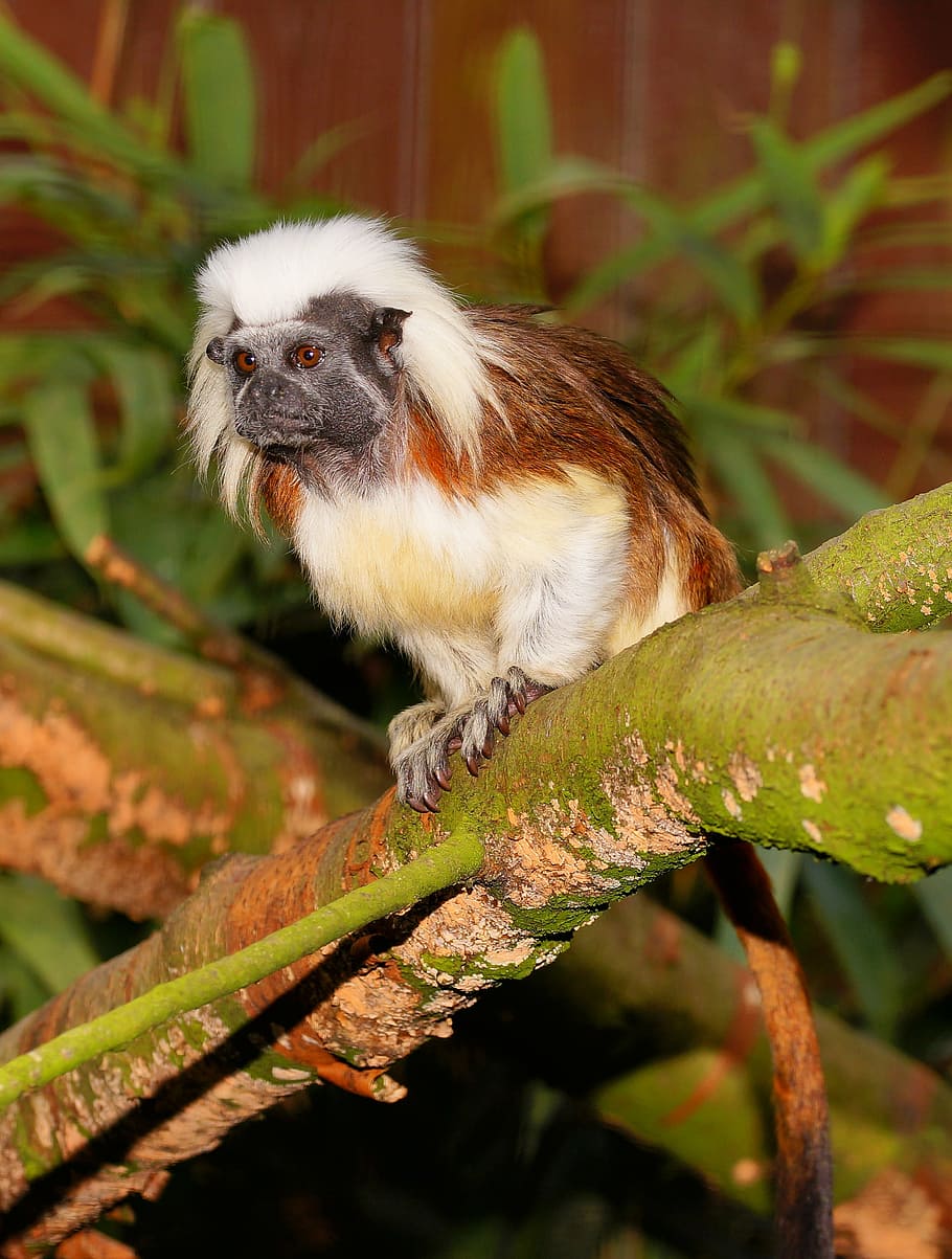 brown and white bird perched on tree, monkey, enclosure, äffchen HD wallpaper