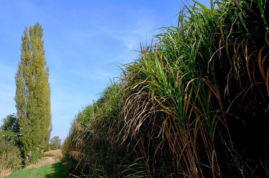 Trees, Poplars, Reed, Nature, sky, landscape, green Color, plant HD wallpaper