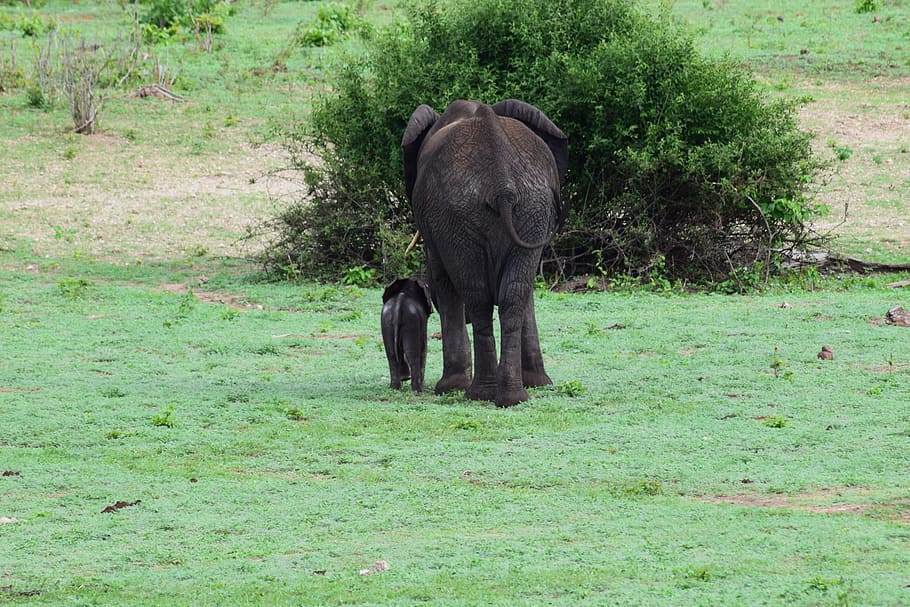 elephant, calf, rear, bottom, baby, mother, botswana, africa HD wallpaper