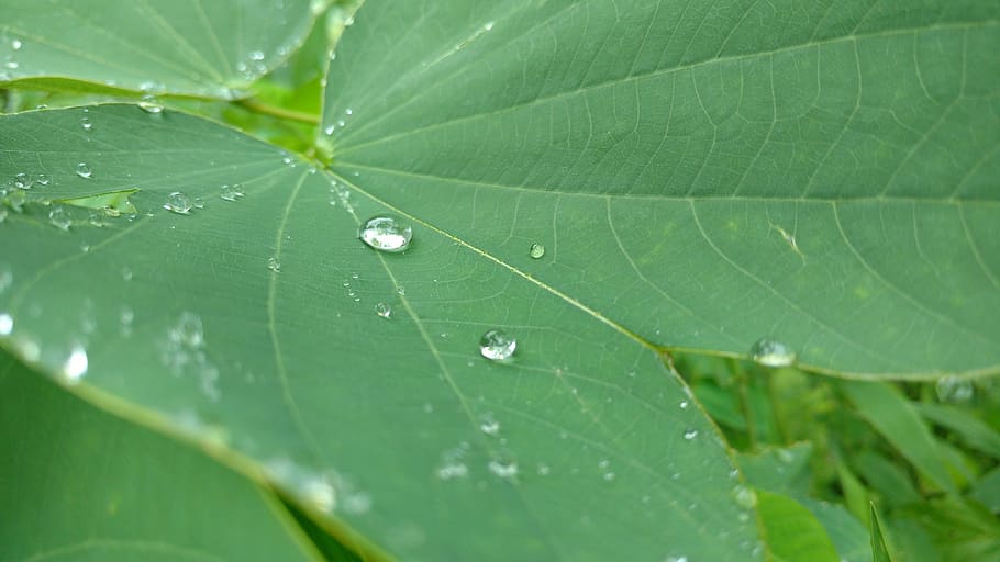 rain, leaf, green, drop, green color, wet, close-up, plant part HD wallpaper