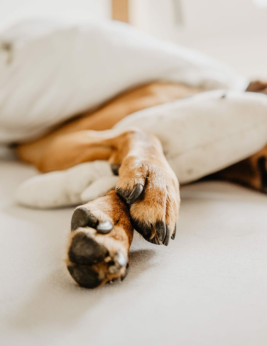 dog's paws, large size brown dog sleeping on bed, pet, feet, animal