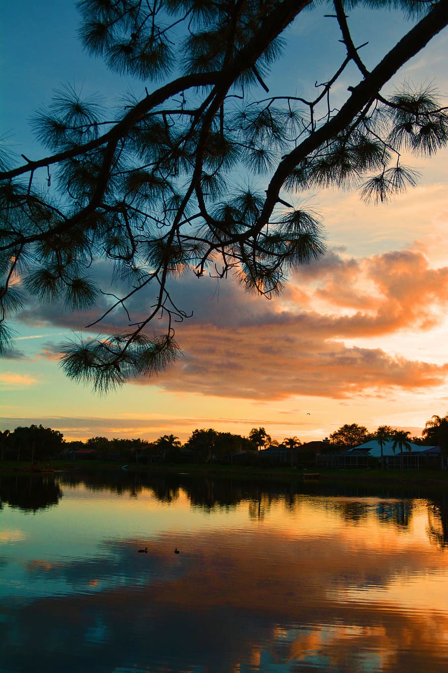 pine, sunset, lake suburban, water, sky, tranquility, tree, HD wallpaper