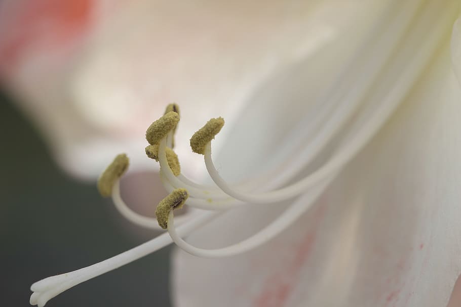 white, flower, nature, plant, growth, close-up, no people, beauty in nature HD wallpaper