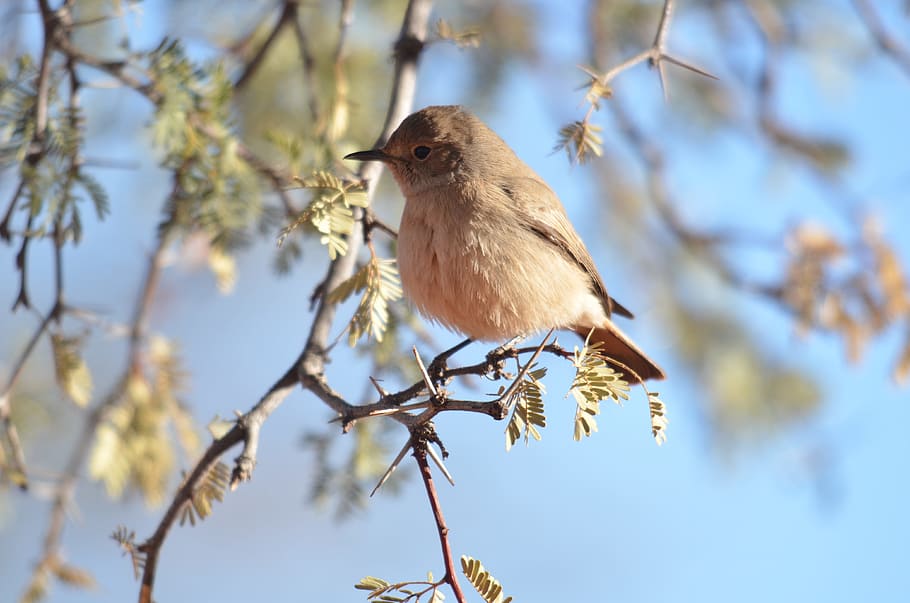 Bird, Sunny, Friendly, nature, animal, branch, tree, wildlife HD wallpaper
